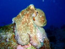 We found this caribbean reef octupus a bit before sunset.... by Carlos Valenzuela 